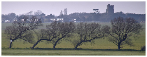 Dancing Trees